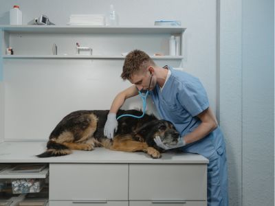 Neteja d'empreses per a Clíniques Veterinàries
